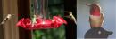 Rufous hummingbirds on Parker Island